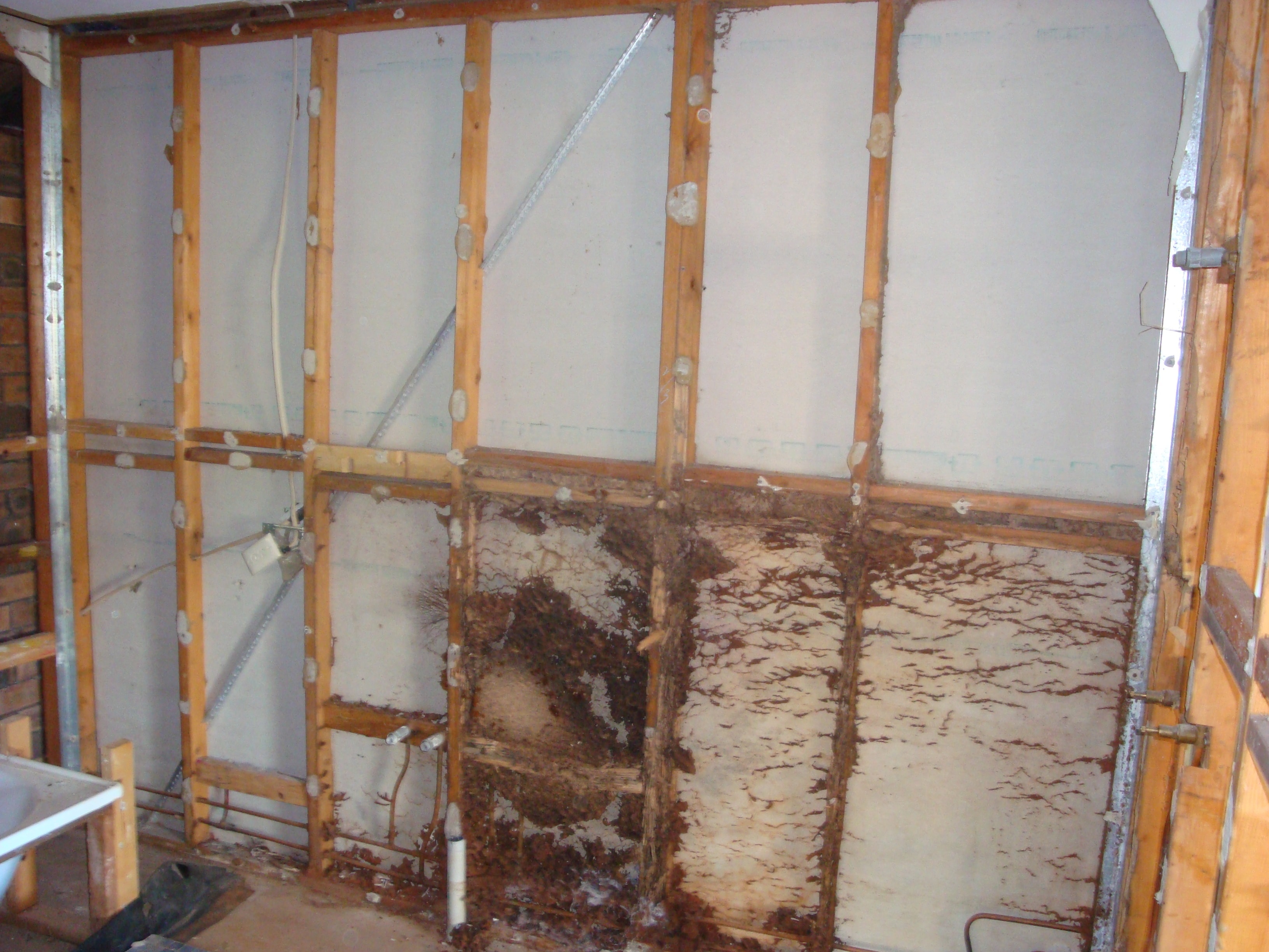 Tradesperson inspecting timber framing for termite damage